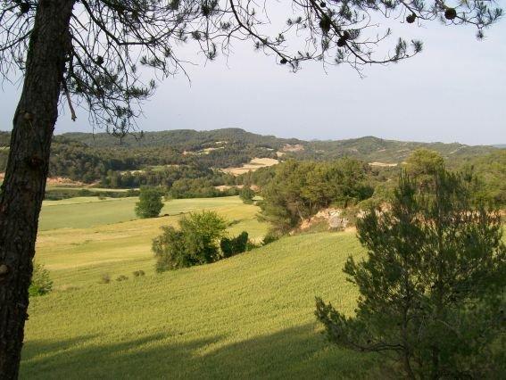 cal-marimon-6