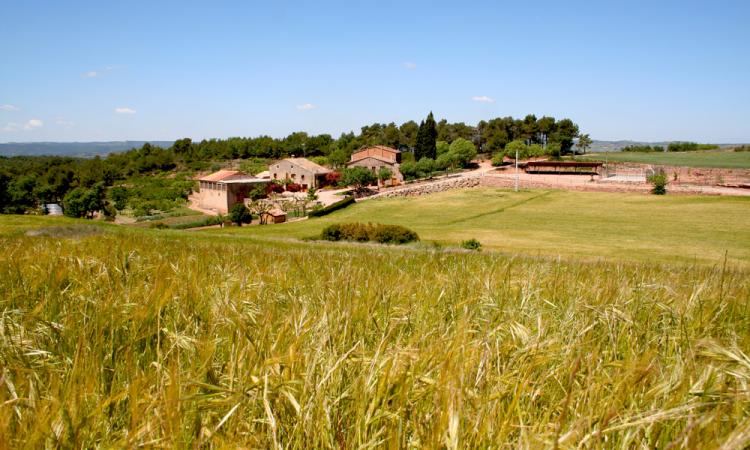 cal-barrusca-2