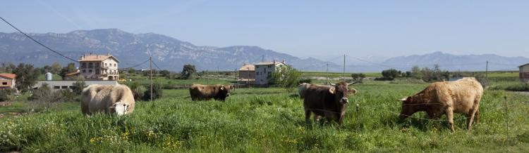 cal-minguet-3