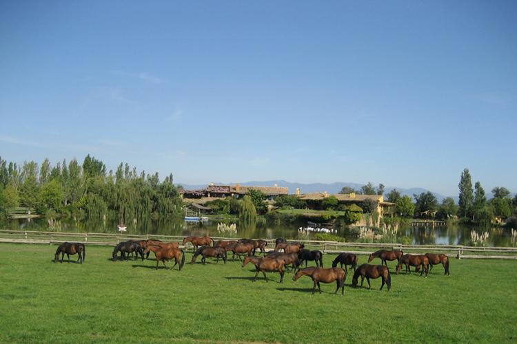 Yeguada Senillosa